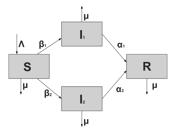 A flowchart of an SIR model with two strains and perfect immunity