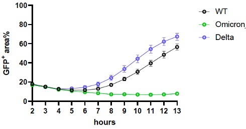 Omicron Spike protein induces relatively poor cell-cell fusion compared to WT and Delta. We expressed spike in cells stably expressing split GFP, so that Green signal could be measured over time upon cell-cell fusion and syncitia formation. The difference is significant.