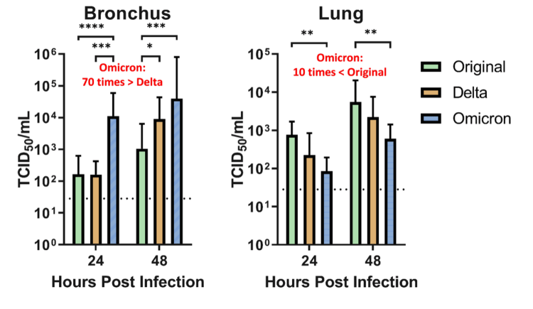 At 24 hours after infection, Omicron replicated around 70 times higher than Delta and the original SARS-CoV-2 virus. In contrast, Omicron replicated more than 10 times less in human lung tissue