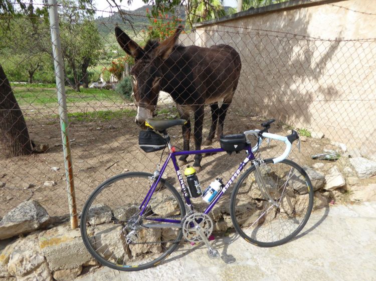 A friend that I often see in Andratx when I pass on the way to Es Capdella!